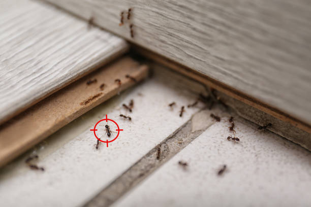 Reliable Gloucester City, NJ Pest Control Solutions